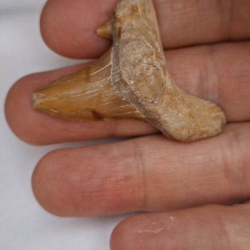 Fossilized shark tooth from Morocco
