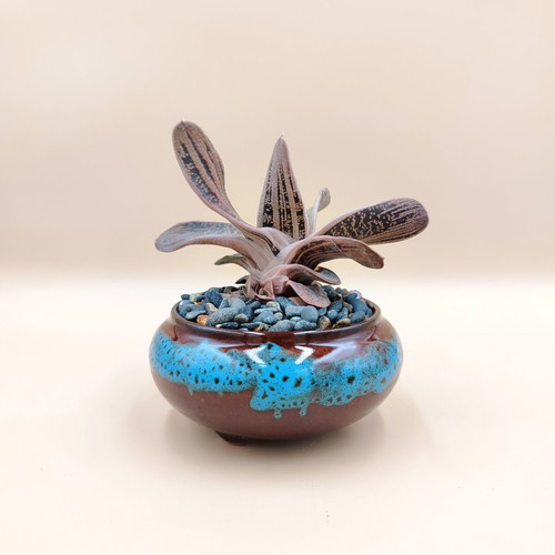 Gasteria ‘Little Warty’ in ceramic pot new