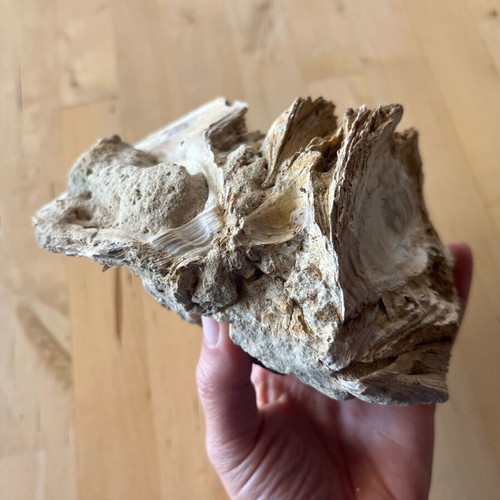 Avia Messinia fossil cluster refurbished