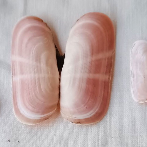 Pholas dactylus shells new, pack of 24 for handmade jewelry