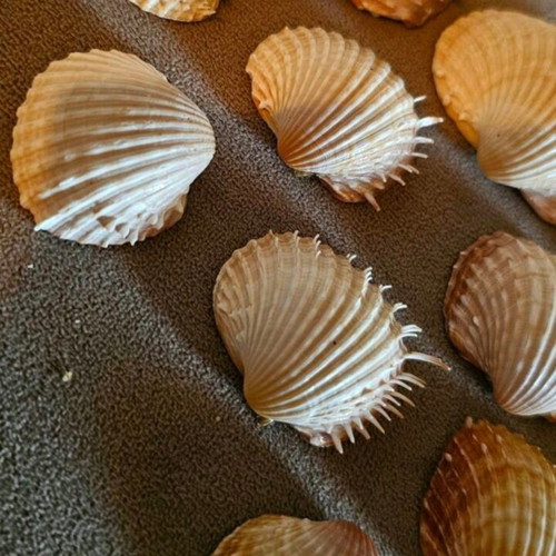 Acanthocardia seashells pack of 14 like new