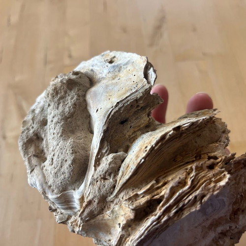 Avia Messinia fossil cluster refurbished