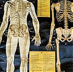  Σχολικός χάρτης Σκελετός - Ανθρώπινο σώμα