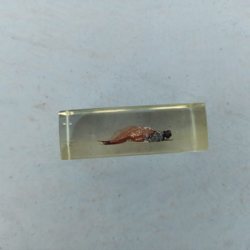 Asian Dragonfly collectible from National Geographic like new with book and tag