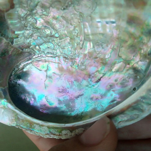 Natural abalone shell mother-of-pearl like new, large size 12.7 cm, iridescent