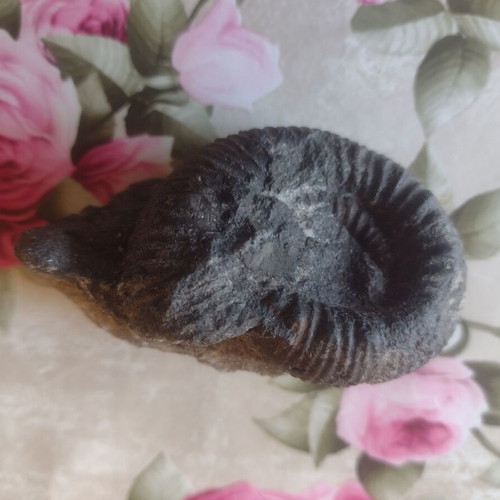 Decorative ammonite fossil like new
