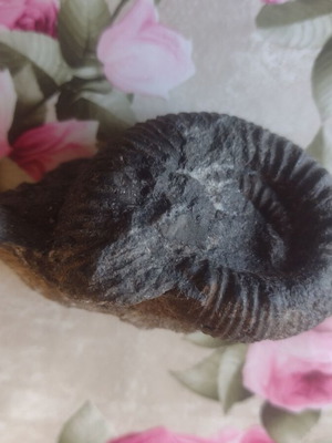 Decorative ammonite fossil like new