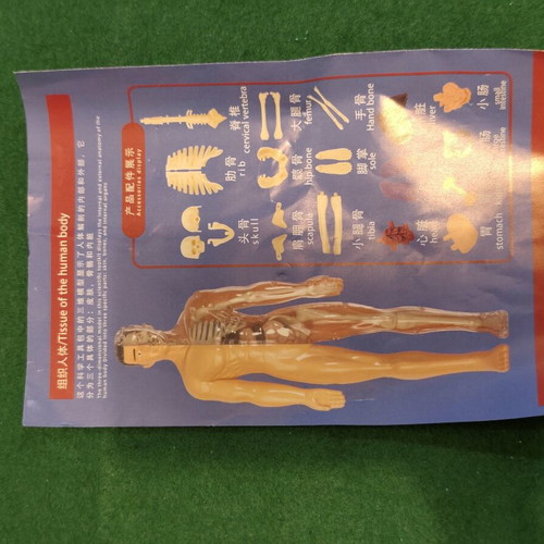 Tissue of the Human Body anatomy model STEM educational toy
