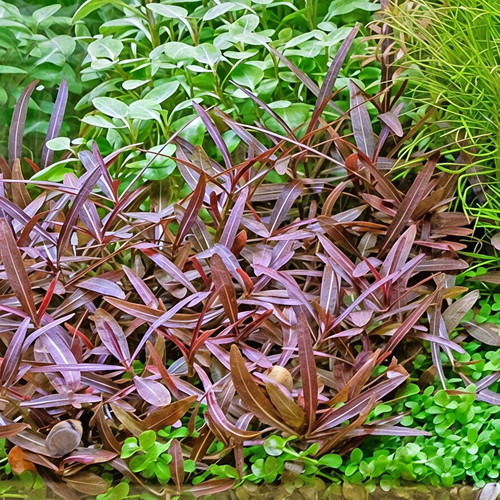 Cryptocoryne Wendii and Hygrophila lancea 'Araguaia' plant pack