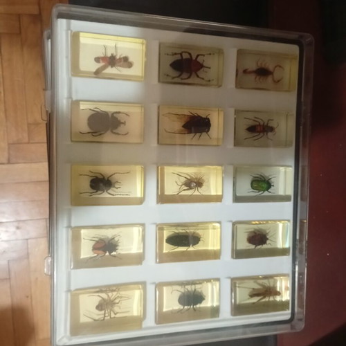 Insect display cases new, set of 4 with 53 insects in plexiglass