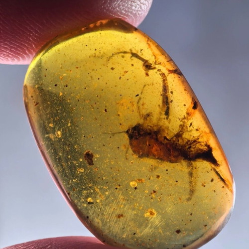 Amber from Myanmar with insect inclusion, new, fossilized