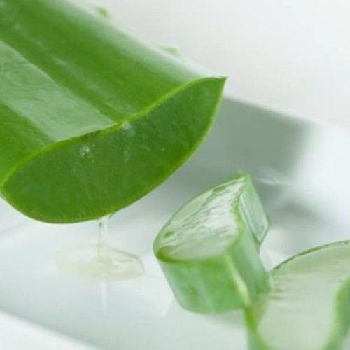 Aloe vera healing plant, natural remedy