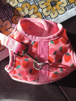 Small harness new