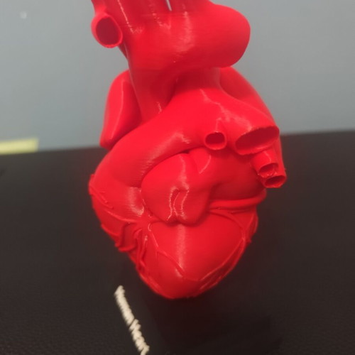 3D printed human heart model 1:1 scale