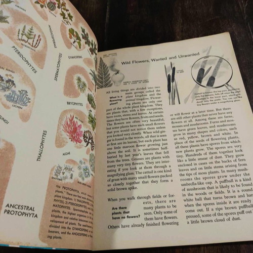 Wild Flowers 1962 book used, English edition