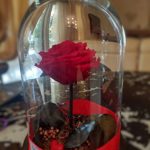 Forever Rose The Rose That Lasts Forever like new in glass dome