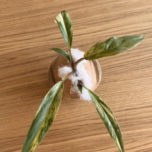 Philodendron Caramel Marble Variegata plant