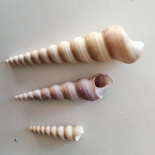 Turritella Seashells new, natural spiral shells for decoration