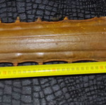 Sawfish rostrum used 93 cm