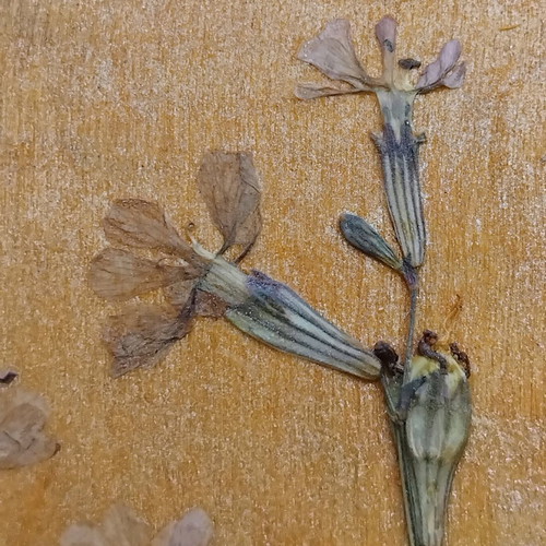Set of 3 handmade frames with dried flowers new