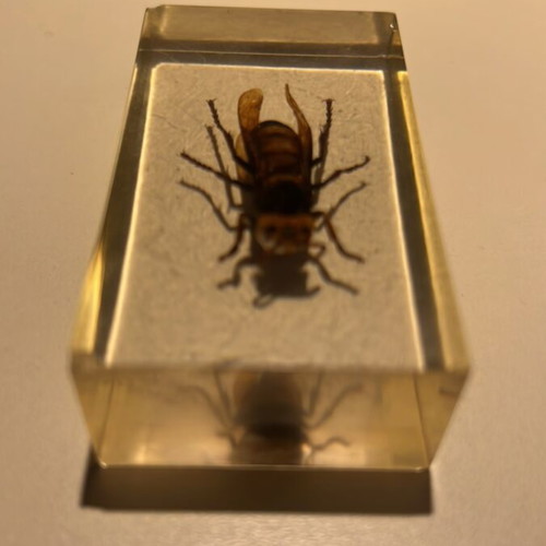 Wasp in resin used, De Agostini insect collection