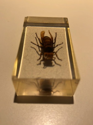 Wasp in resin used, De Agostini insect collection