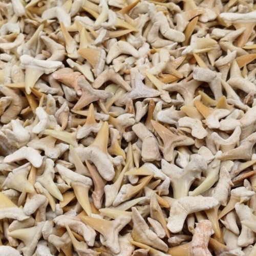 Fossilized shark teeth new, about 100 pieces from Morocco