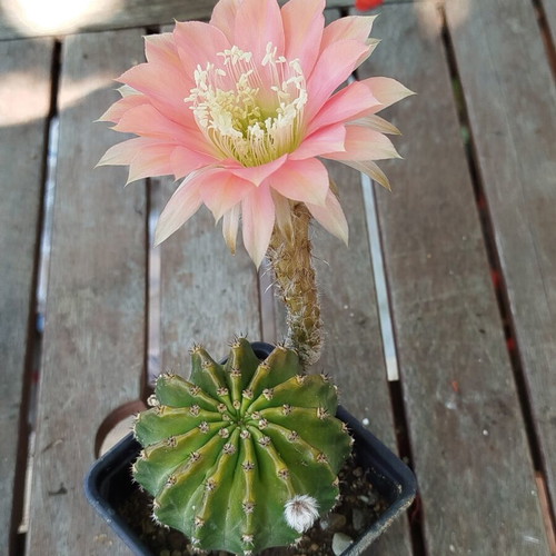Echinopsis cv Roth 107 cactus new, 8cm