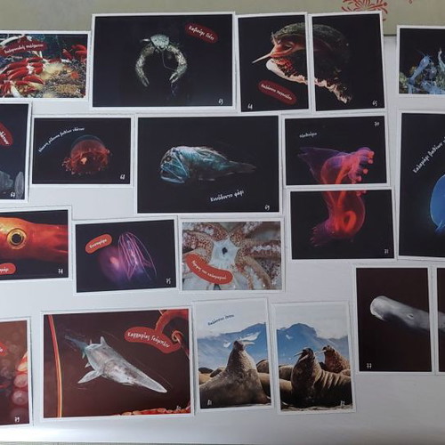 Vasilopoulos Stickers Explore the Ocean New Collection 1-102 with 5 Tattoos