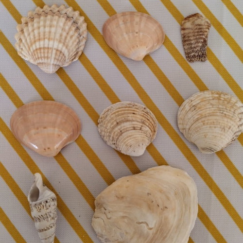 Jar with natural seashells like new