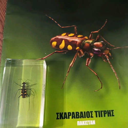 Real insects issue 41 used