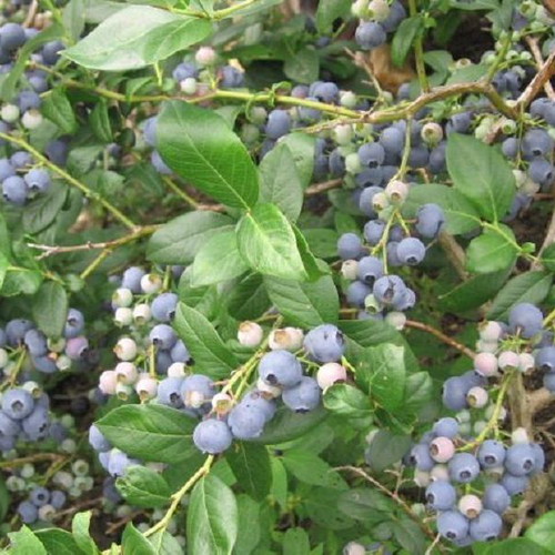 Blueberry cultivation seeds, pack of 20