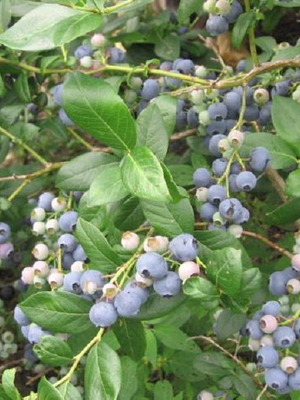 Blueberry cultivation seeds, pack of 20