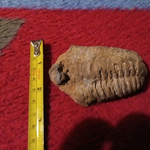 Trilobite fossil used, rare authentic for collectors