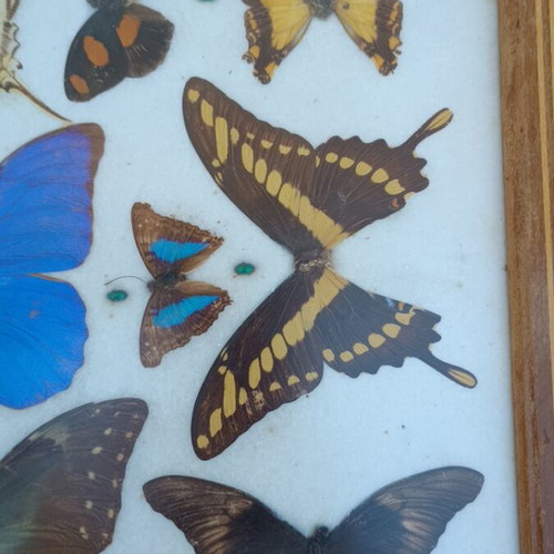 Vintage serving tray with butterfly collection used