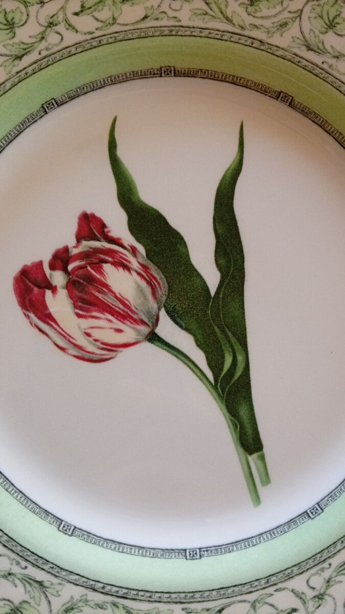 Royal Horticultural Society Applebee… - € 58,00 - Vendora.cy