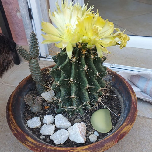Ferocactus cactus like new, blooming and beautiful