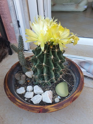 Ferocactus cactus like new, blooming and beautiful