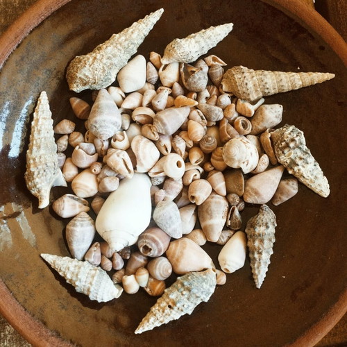 Seashells new, choose any quantity