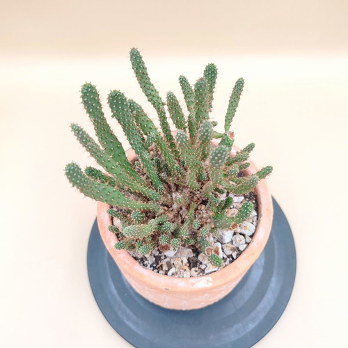 Opuntia Tuna Monstruosa Cactus in Ceramic Pot new