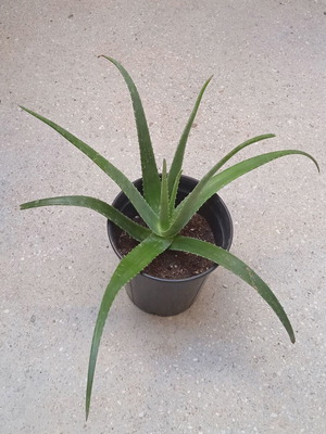 Παχύφυτο Aloe Vera σε γλάστρα φυτωρίου