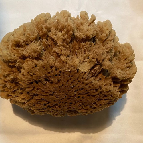 Set of 2 large natural sea sponges new for bath or decoration