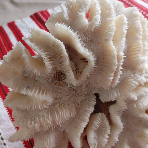 Natural white coral like new, 20×17 cm, 560g