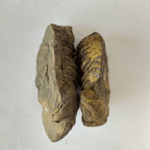 Calymene Trilobite Fossils from Morocco, like new, set of 2