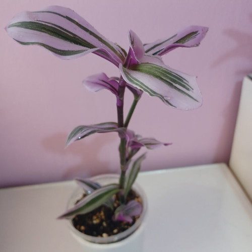 Tradescantia Nanouk small plant