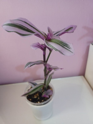 Tradescantia Nanouk small plant