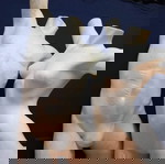  Κούκλες βιτρίνας