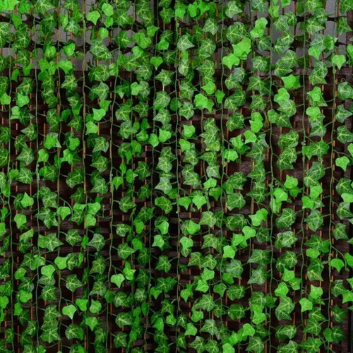 Parthenocissus Tricuspidata climbing plant seeds, pack of 25
