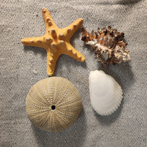 Seashell set like new, 4 pieces including starfish and Angel wings