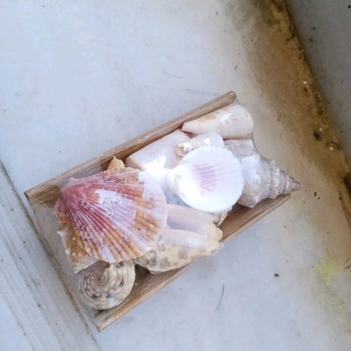 Decorative seashells new, assorted on bamboo base 15x8cm